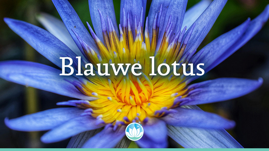 Blauwe lotus